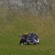 180px-Porky_Polare.png
