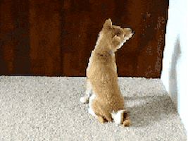 what did you say upside down GIF