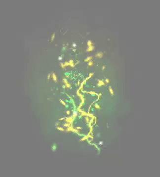 195919ezgif-5-fbf886081b.gif