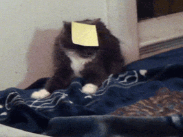 dumb cat GIF