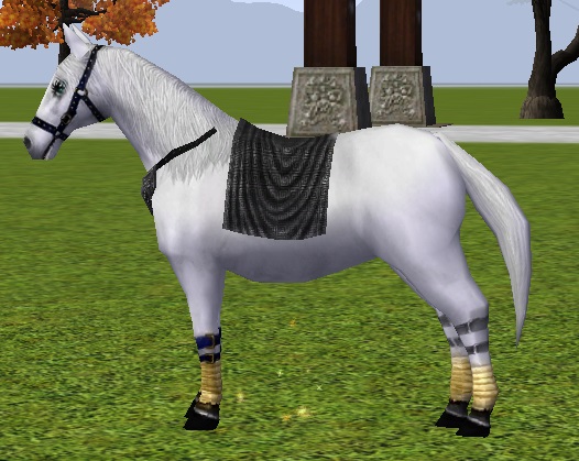 081632poneynormal.jpg