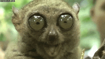 Eye Eye eating GIF by Cheezburger