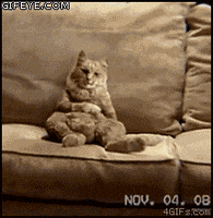cat dancing GIF