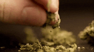 weed GIF