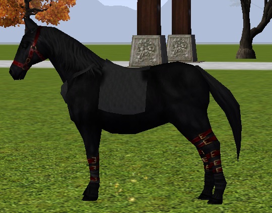 081605poneychef.jpg